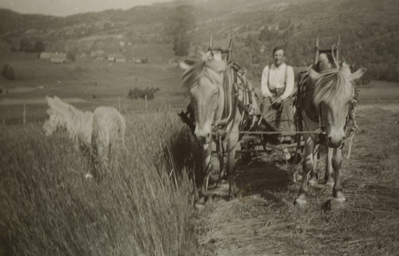 Høyslått på Byrkeland, Hyllestad, i 1939. Sigurd Mjølsvik (1892-1974) sler med hesteslåmaskin. Han hadde opp til tre vaksne hestar og føl. Her ser me han sler med to hestar og slåmaskin. Det gjekk mykje lettare med to hestar, samstundes som gamlemerra lærde opp den yngre (SFFf-1994128.0004).