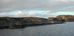 Berg for klippfisktørking på Litle-Færøy. Også her heiste dei flagg når arbeidsfolka skulle komme på plass. På den vesle øya var elles god fjære å vaske fisken i, og glimrande hamn for jekta som kom med torskelasta.