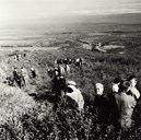 Haukadalur 1961. Synfaring i det første plantefeltet 1949 i det norsk-islandske samarbeidet om skogreising.