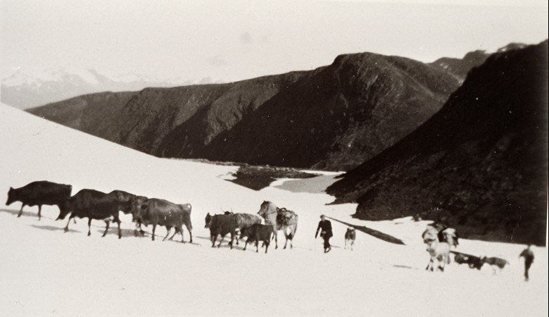 Bilete av to menn med hestar som driv kyr over snøen på fjellet.