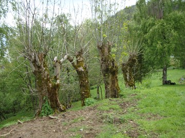 Askenavar på Robjørgane i Stryn 