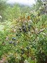For folk som er glade i blåbær, er området opp til Sværaskardet rette plassen, tett i tett og blått i blått, heilt attmed vegen.