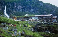 Frå 1993 har Sogn jord- og hagebruksskule i Aurland nytta Sinjarheim til kurs i stølsdrift. Her har dei hatt tre mjølkekyr og 65 geiter. Avdråtten har vorte frakta med kløvhest ned til bygda.
