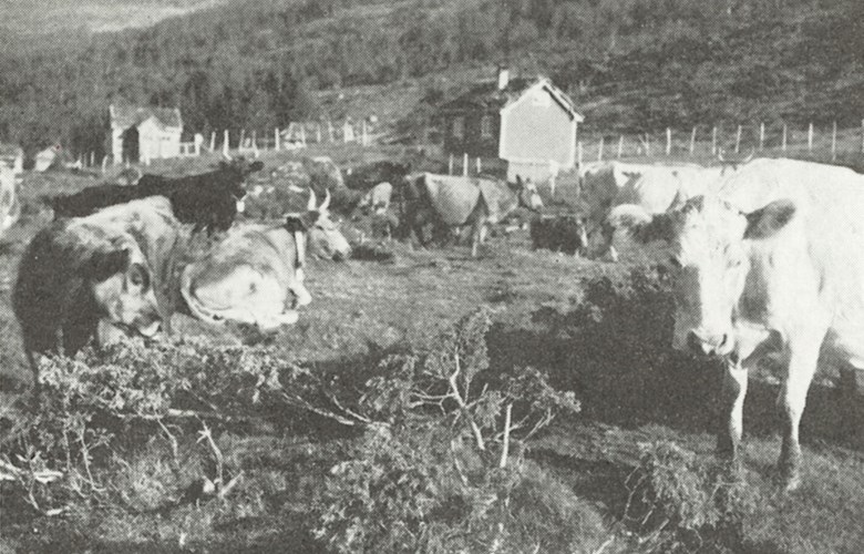 Randastølen er ein av dei største stølane i Stryn kommune. Her rår søndagsro over setertunet ein gong på 1960-talet.
