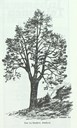 <p>&laquo;Ener fr&aring; Bredheim, Nordfjord&raquo; er teksten til denne teikninga av kjempeeinen p&aring; garden Kvile i Breim, Gloppen. 7,5 meter h&oslash;g, stod til kring 1980.</p>