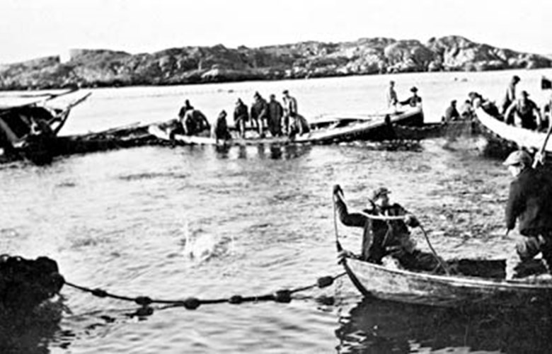 Sildeopptak ved Nautøy vinteren 1928/29. Båtar for årar og motor ligg i ein ring og held på kastet. Silda rimmar dei inn i rogavlen. Det er notlaget til Oluf Trovåg frå Solund som haustar av havets sølv. Mannskapet er frå Gulen, Hyllestad og Solund.