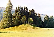 Minnesteinen om vikingtid-gravfunnet på Hjelle i 1914 står på ein tilgrodd grusrygg opp frå riksvegen ned til Nordfjordeid og innmarka på garden. Minnesteinen er synleg mellom bjørkene framfor granene i bakgrunnen.