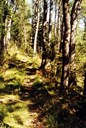 Vegen mellom Flæte og Rud går gjennom blandingsskog med svære ospetre.