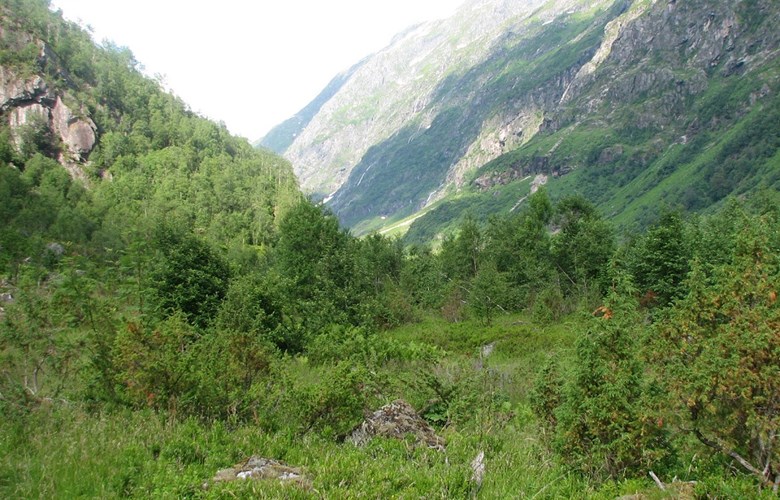 Landskapet på Fjellstølen 2006. Det går ikkje dyr på beite og heile stølsområdet er prega av attgroing.