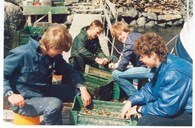 Nokre år hadde Solund Ungdomsskule valfagsgruppe i akvakultur. Her sit fire av elevane i Steinsund og måler vekst og reinsar østerskassane for krossetroll og andre fiendar for østersen, som elles er alen fram i Humlevågspollen på Nesøy.
