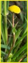 Fjøreknappen (cotula coronopifolia) har ein grønraud stilk med smale heilranda og udelte lysegrøne blad. Øverst på den tynne stilken sit ein gul blomst som liknar ein knapp.