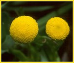 Sjølve blomsten på Fjøreknappen liknar ein gul knapp. Tyskarane kallar den for den vesle gullknappen - Goldknöpfchen, medan amerikanarane tykkjer den liknar ein messingknapp og kallar den Brass Button.