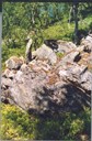Bisparøysi er ei lita ur nokre få meter frå ferdselsvegen. Innskrifta er på den store steinen fremst i biletet, på feltet til venstre. Skriftteikna er ikkje måla, og er difor vanskelege å sjå.