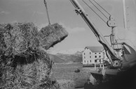 Frå Fylkeskaia i Florø i 1965. Lasting av fôr til buskapen på øyane utanfor Florø.