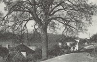 Skrivareiki kring 1950. Treet har vore nemnd med to andre namn tidlegare, Hallandseiki etter garden ho står på, og Futeeiki. Til høgre Tinghus I, bygd i 1937.